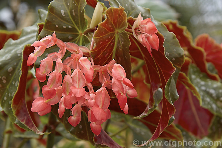 Begonia 'Scarlet Zulu', one of a series of 'Zulu' begonias that are relatively short, have silver-spotted leaves and are cane-stemmed. They should not be confused with the tuberhybrida cultivar 'Zulu'. Order: Cucurbitales, Family: Begoniaceae