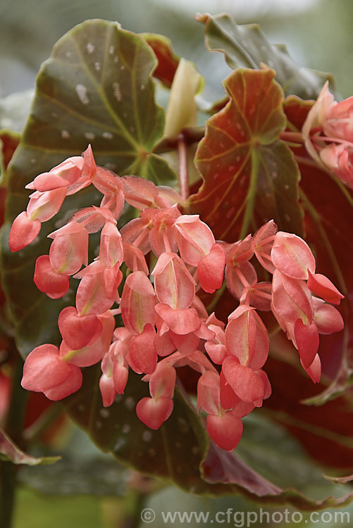 Begonia 'Scarlet Zulu', one of a series of 'Zulu' begonias that are relatively short, have silver-spotted leaves and are cane-stemmed. They should not be confused with the tuberhybrida cultivar 'Zulu'. Order: Cucurbitales, Family: Begoniaceae