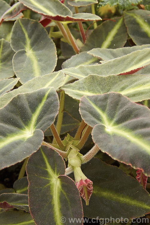 The velvety foliage of Begonia listada (syn. Begonia listida</i>), an evergreen fibrous-rooted, erect-stemmed perennial native to Brazil. It grows to around 35cm tall and has distinctive finely-haired velvety leaves that are unevenly lobed at the top, with a distinctive pale green midrib. The tiny white to pale pink flowers appear mainly in autumn and winter and are not especially showy. Order: Cucurbitales, Family: Begoniaceae