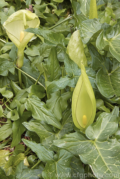 The mature foliage and flowerheads of Arum italicum, a perennial found in several forms from southern Europe to western Asia, often naturalises in gardens and can form large patches. arum-2367htm'>Arum.