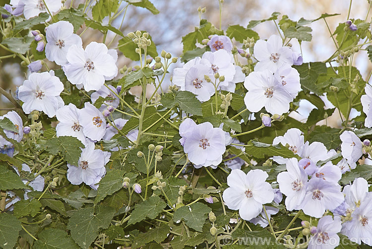 <i>Abutilon vitifolium</i>, a large spring- to summer-flowering shrub or small tree native to Chile. It grows quickly but is inclined to be short-lived. Order: Malvales, Family: Malvaceae