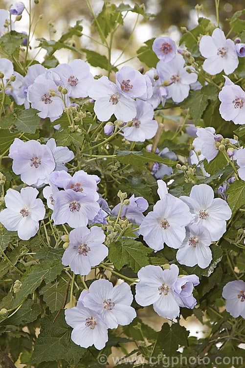 <i>Abutilon vitifolium</i>, a large spring- to summer-flowering shrub or small tree native to Chile. It grows quickly but is inclined to be short-lived. Order: Malvales, Family: Malvaceae