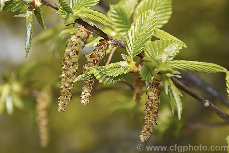 Young spring leaves and flower catkins of the Common Hornbeam or European Hornbeam (<i>Carpinus betulus</i>), a deciduous tree up to 20m tall found through much of Eurasia. There are many cultivated forms. Order: Fagales, Family: Betulaceae