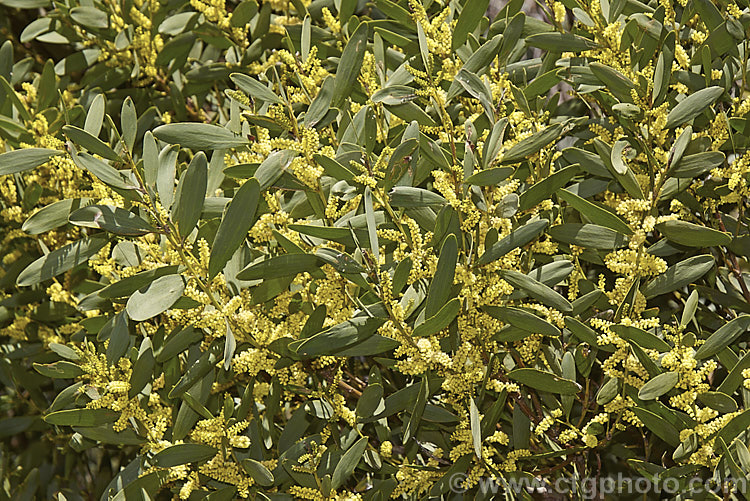 Coastal Wattle (<i>Acacia sophorae</i>), an autumn- to winter-flowering, evergreen shrub or small tree native to eastern Australia, including Tasmania, where it is often found growing on coastal sand dunes. It is sometimes considered a subspecies of Acacia longifolia. Order: Fabales, Family: Fabaceae