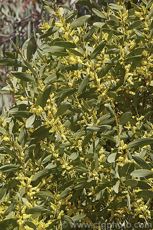 Coastal Wattle (<i>Acacia sophorae</i>), an autumn- to winter-flowering, evergreen shrub or small tree native to eastern Australia, including Tasmania, where it is often found growing on coastal sand dunes. It is sometimes considered a subspecies of Acacia longifolia. Order: Fabales, Family: Fabaceae