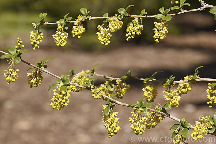 Berberis x notabilis, this hybrid between Berberis heteropoda and Berberis vulgaris is a spring-flowering deciduous shrub that grows to around 2m high and wide. berberis-2186htm'>Berberis. Order: Ranunculales, Family: Berberidaceae