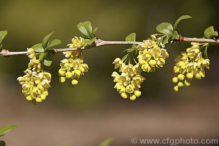 Berberis x notabilis, this hybrid between Berberis heteropoda and Berberis vulgaris is a spring-flowering deciduous shrub that grows to around 2m high and wide. berberis-2186htm'>Berberis. Order: Ranunculales, Family: Berberidaceae