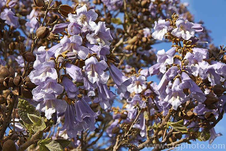 The flowers of the Princess Tree or Empress. Tree (<i>Paulownia tomentosa</i>), a spring-flowering deciduous tree to 20m tall from central and western China. It is sometimes called the Chinese Foxglove because of the shape of the flowers. The flowerheads are followed by seedpods that rattle when ripe. paulownia-2479htm'>Paulownia. <a href='paulowniaceae-plant-family-photoshtml'>Paulowniaceae</a>.