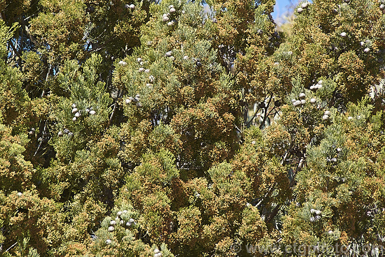 Mature cones and pollen microstrobili of the Murray. River Cypress. Pine (<i>Callitris columellaris</i>), a narrow, upright, 25m tall, evergreen conifer native to eastern Australia. Despite the common name, it is a Cupressus relative not a pine. callitris-2625htm'>Callitris. Order: Pinales, Family: Cupressaceae