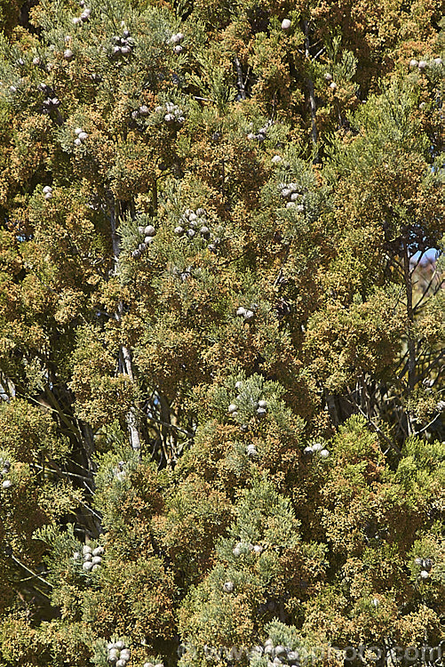 Mature cones and pollen microstrobili of the Murray. River Cypress. Pine (<i>Callitris columellaris</i>), a narrow, upright, 25m tall, evergreen conifer native to eastern Australia. Despite the common name, it is a Cupressus relative not a pine. callitris-2625htm'>Callitris. Order: Pinales, Family: Cupressaceae