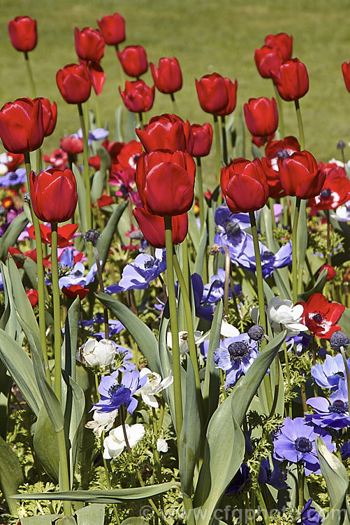 Tulipa 'Red Dynasty' (<i>Category 4 x Darwin. Hybrid</i>), regarded as one of the best deep red tulips, this sturdy, weather-resistant cultivar can grow to as much as 90cm tall, though 60cm is more common. It is widely regarded as the tallest of the red tulips. Order: Liliales, Family: Liliaceae