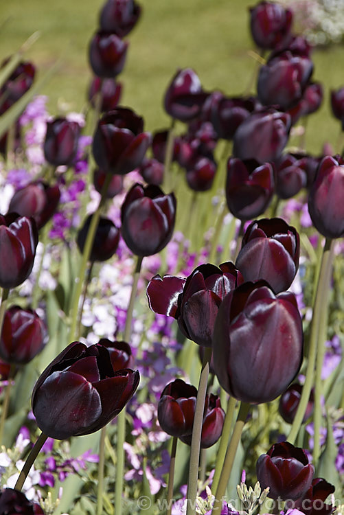 Tulipa 'Queen of the Night' (<i>Category 5 x Single. Late</i>), raised around 1940 this is still the darkest-flowered tulip. It grows to around 60cm tall It is shown here growing in bed with nigh-scented stocks (<i>Matthiola</i>). Order: Liliales, Family: Liliaceae