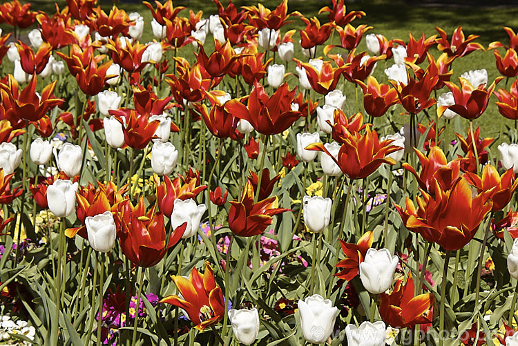 The two-toned red and orange. Tulipa 'Queen of Sheba' (<i>Category 6 x Lily-flowered</i>) interplants with Tulipa 'White Dream' (<i>Category 3 x Triumph Hybrid</i>). Order: Liliales, Family: Liliaceae