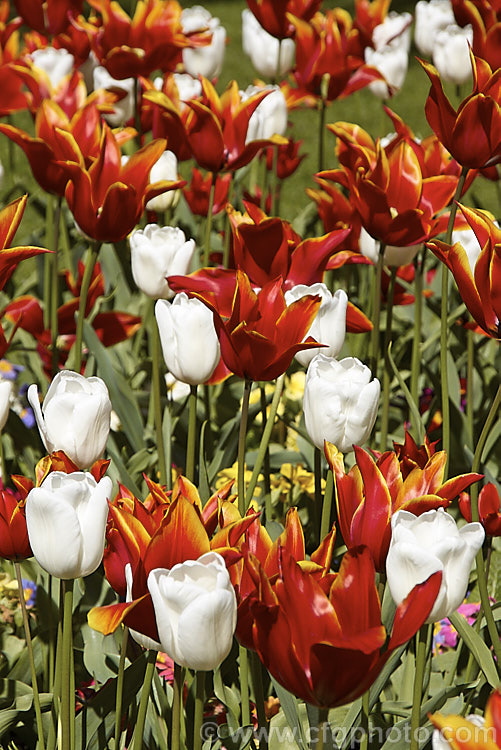 The two-toned red and orange. Tulipa 'Queen of Sheba' (<i>Category 6 x Lily-flowered</i>) interplants with Tulipa 'White Dream' (<i>Category 3 x Triumph Hybrid</i>). Order: Liliales, Family: Liliaceae