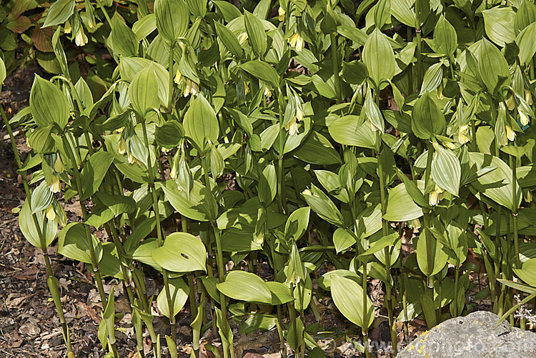 Disporum sessile subsp. flavum, a yellow-flowered form of a spreading, spring-flowering perennial native to Japan, Korea, China and SakhalinIsland disporum-2690htm'>Disporum. <a href='colchicaceae-plant-family-photoshtml'>Colchicaceae</a>.