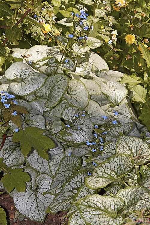 Brunnera macrophylla 'Looking Glass', a strongly silver-grey-variegated cultivar of a spring-flowering woodland perennial native to eastern Europe. The small forget-me-not flowers are borne on stems to 50 cm long and the leaves are up to 12 cm long. brunnera-2612htm'>Brunnera.