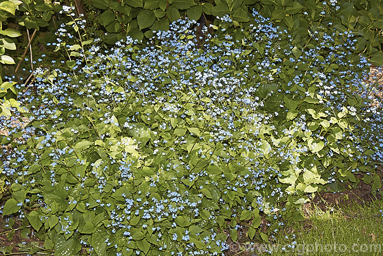 Brunnera macrophylla, a spring-flowering woodland perennial native to eastern Europe. The small forget-me-not flowers are borne on stems to 50 cm long and the leaves are up to 12 cm long. The foliage often shows varying degrees of silver variegations or markings and several boldly variegated cultivars are available. brunnera-2612htm'>Brunnera.