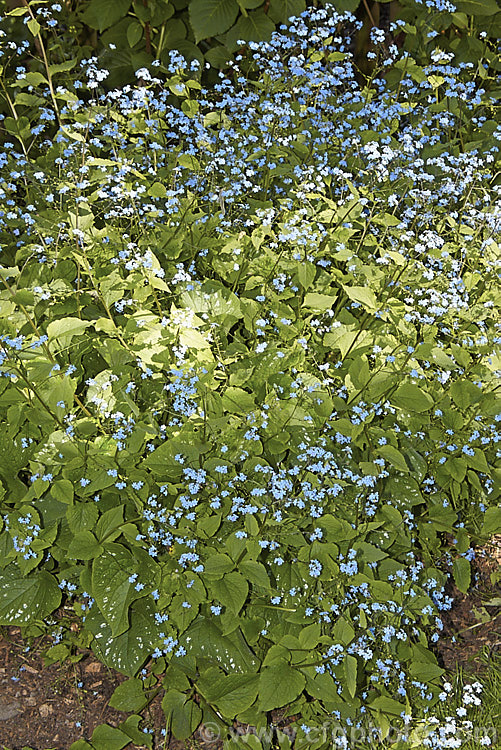 Brunnera macrophylla, a spring-flowering woodland perennial native to eastern Europe. The small forget-me-not flowers are borne on stems to 50 cm long and the leaves are up to 12 cm long. The foliage often shows varying degrees of silver variegations or markings and several boldly variegated cultivars are available. brunnera-2612htm'>Brunnera.