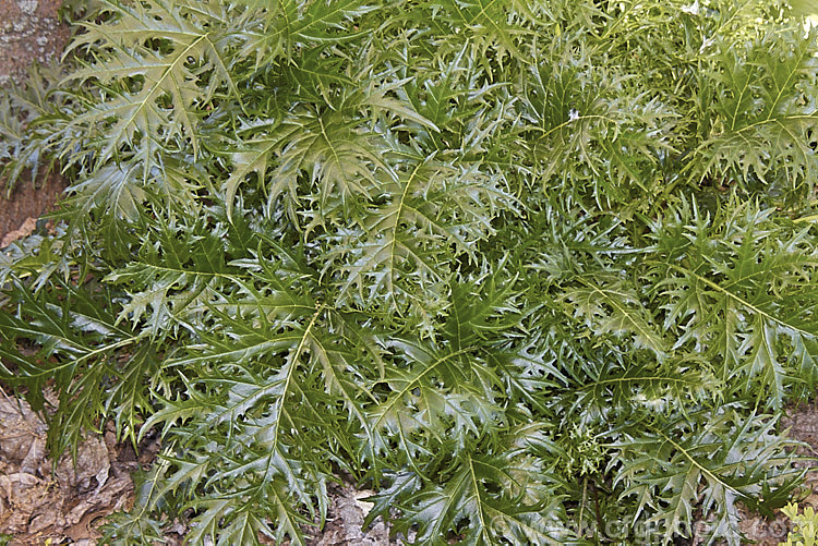 <i>Acanthus spinosus</i>, an evergreen perennial from the Mediterranean region. The leaves are up to 30cm across x 45cm long with deeply cut spiny lobes. The leaves are smaller than those of the commonly grown. <i>Acanthus mollis</i> and the flower stems are shorter. Order: Lamiales, Family: Acanthaceae