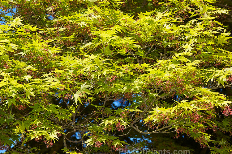 The spring foliage and tiny flowers of the Japanese Maple (<i>Acer palmatum</i>), a widely cultivated 8m tall deciduous tree from Japan and Korea. There are many cultivated forms. The flowers develop into small samara (sycamores</i>) that are red when young. Order: Sapindales, Family: Sapindaceae