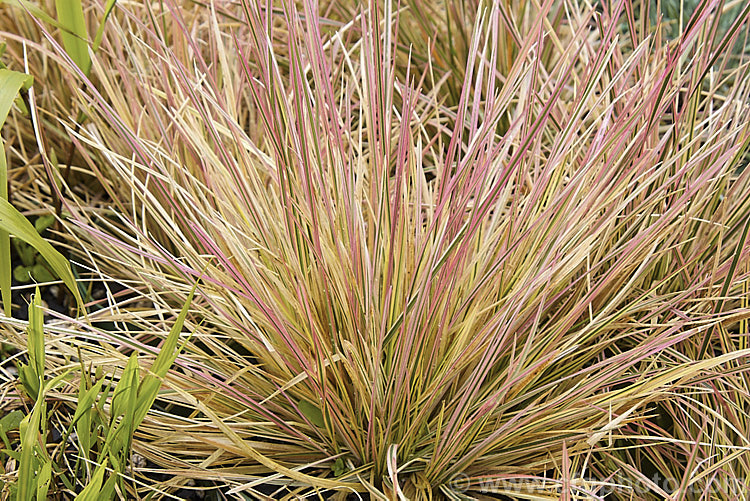 The spring foliage of Deschampsia caespitosa 'Daybreak', a variegated foliage cultivar of the Tufted. Hair. Grass, a perennial grass native to temperate. Eurasia,Asia and northern Africa. Its leaves can grow to 60cm long and the flower spikes can reach 15m. The summer foliage is green and cream while the young spring foliage also has a strong pink tint. The pink colour reappears as the weather cools and intensifies in winter. deschampsia-2859htm'>Deschampsia. .