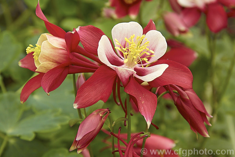 Aquilegia 'Crimson Star', a popular red and white-flowered hybrid Columbine or Granny. Bonnet. Its exact parentage is unknown but the North American species. Aquilegia caerulea is part of the mix. Order: Ranunculales, Family: Ranunculaceae