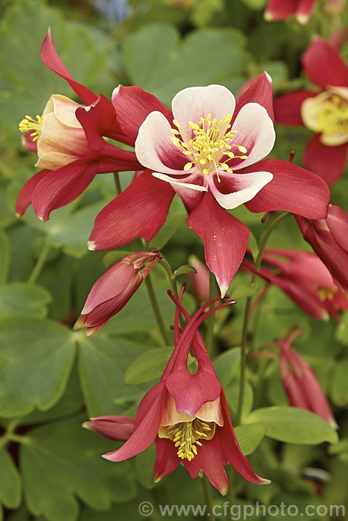 Aquilegia 'Crimson Star', a popular red and white-flowered hybrid Columbine or Granny. Bonnet. Its exact parentage is unknown but the North American species. Aquilegia caerulea is part of the mix. Order: Ranunculales, Family: Ranunculaceae