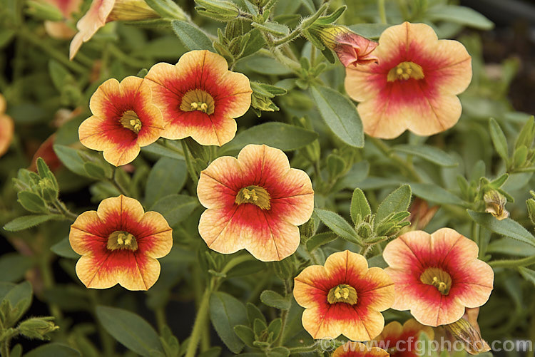 Calibrachoa 'Superbells. Peach', an orange-red and coral-coloured hybrid of a long-flowering evergreen. South American perennial genus. Resembling small-flowered petunias and often marketed as 'perennial petunias', these trailing plants are ideal for rockery groundcover or hanging baskets