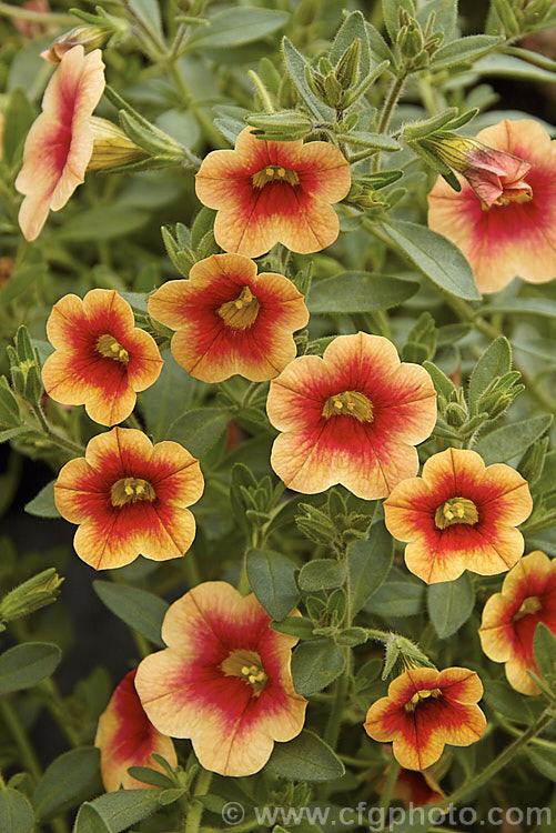 Calibrachoa 'Superbells. Peach', an orange-red and coral-coloured hybrid of a long-flowering evergreen. South American perennial genus. Resembling small-flowered petunias and often marketed as 'perennial petunias', these trailing plants are ideal for rockery groundcover or hanging baskets