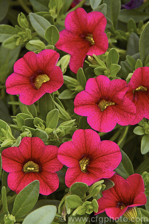 Calibrachoa 'Superbells. Magenta', a deep purple-red-coloured hybrid of a long-flowering evergreen. South American perennial genus. Resembling small-flowered petunias and often marketed as 'perennial petunias', these trailing plants are ideal for rockery groundcover or hanging baskets