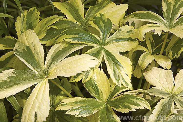 Astrantia major 'Sunningdale. Variegated' (syn 'Variegata</i>), a boldly cream, grey-green and green variegated foliage cultivar. It grows to around 75cm high in flower and its flowerheads are pale pink and white. astrantia-2384htm'>Astrantia.