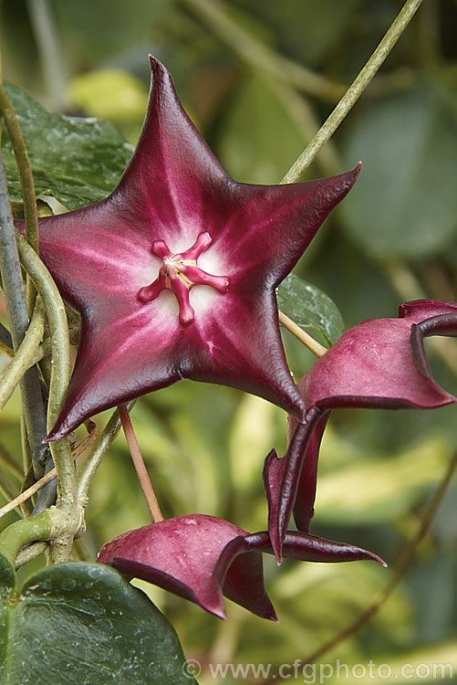 Hoya macgillivrayi, a very distinctive climber native to Queensland, Australia. Its leaves are up to 20cm long and the large purple-red flowers can be up to 8cm wide, sometimes with a white centre. They usually occur in clusters of relatively few blooms rather than in the dense heads that most hoyas produce. hoya-2202htm'>Hoya. Order: Gentianales, Family: Apocynaceae