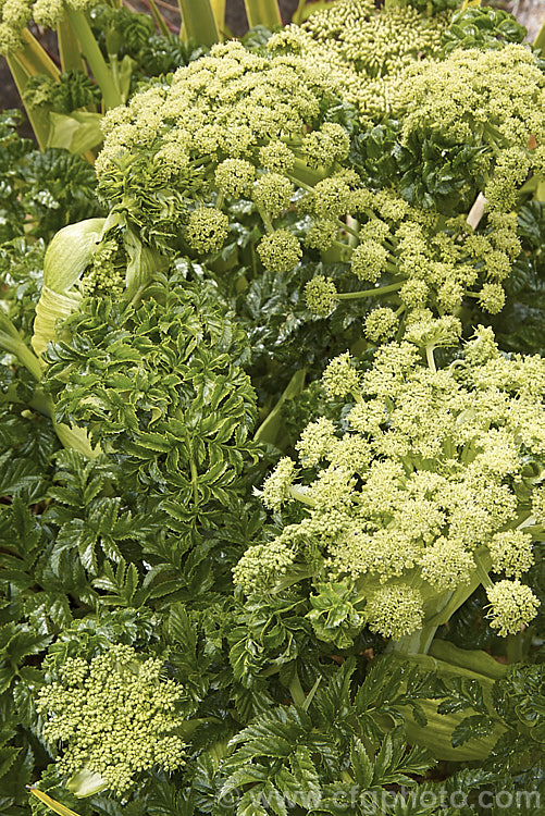 Angelica pachycarpa, an evergreen or near-evergreen spring-flowering perennial cultivated for its very glossy foliage, which is sometimes used as an ornamental garnish