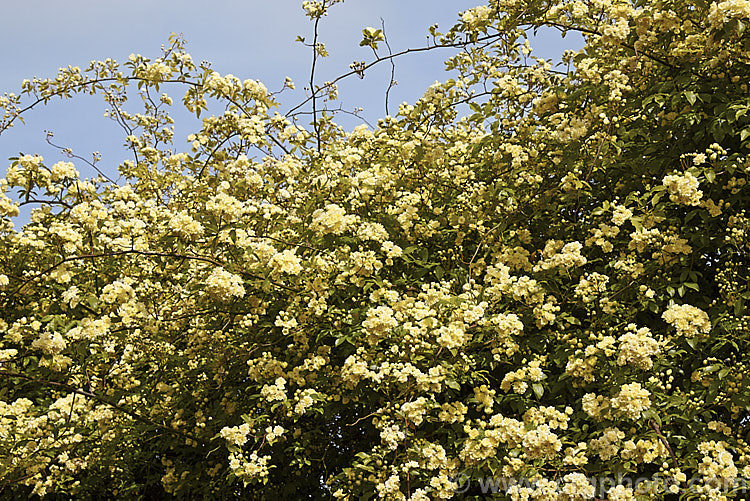 Yellow Double-flowered Banksia Rose (<i>Rosa banksiae var. normalis 'Lutea'), a once-flowering cultivar of a climbing rose from western and central China. Order: Rosales, Family: Rosaceae