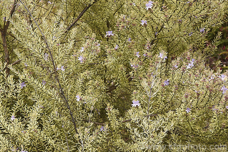 Westringia fruticosa 'Variegata', a cream-edged variegated foliage form of a 15m tall evergreen shrub that despite its common name has no herbal uses and is grown as an ornamental. The wild species occurs in naturally in coastal eastern Australia. westringia-2933htm'>Westringia.