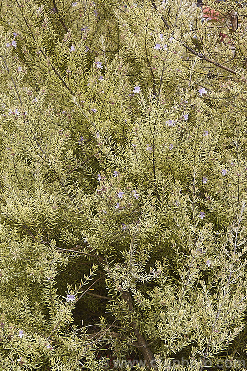 Westringia fruticosa 'Variegata', a cream-edged variegated foliage form of a 15m tall evergreen shrub that despite its common name has no herbal uses and is grown as an ornamental. The wild species occurs in naturally in coastal eastern Australia. westringia-2933htm'>Westringia.