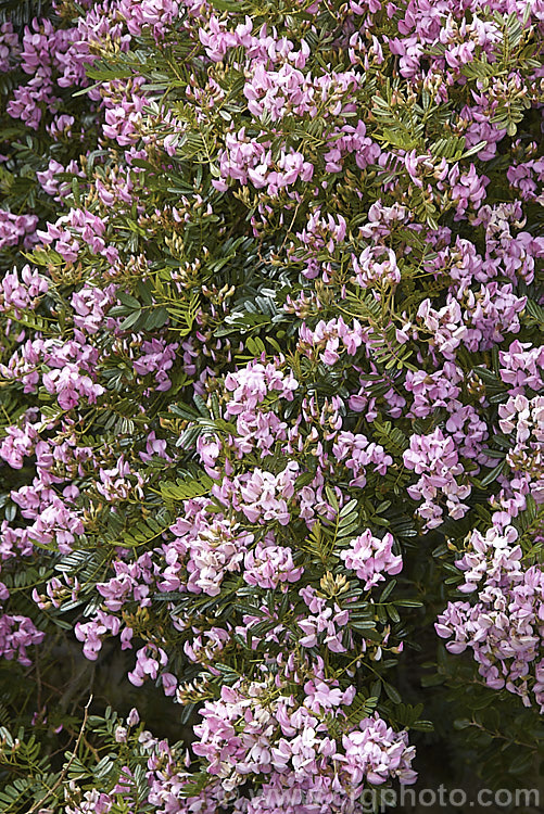 Keurboom (<i>Virgilia divaricata</i>), an evergreen leguminous large shrub or tree native to South Africa. The flowers, which open from spring, are pleasantly scented and range in colour from almost white to deep purple-pink. virgilia-3391htm'>Virgilia.