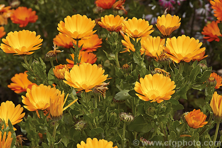 Pot. Marigold or Scotch Marigold (<i>Calendula officinalis</i>), an annual or short-lived perennial that flowers in winter and early spring. It has extensive herbal and medicinal uses.