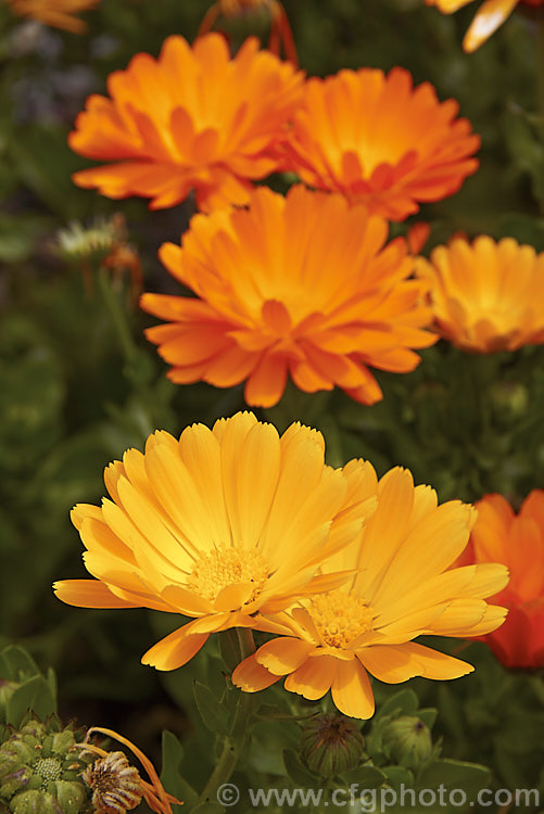 Pot. Marigold or Scotch Marigold (<i>Calendula officinalis</i>), an annual or short-lived perennial that flowers in winter and early spring. It has extensive herbal and medicinal uses.