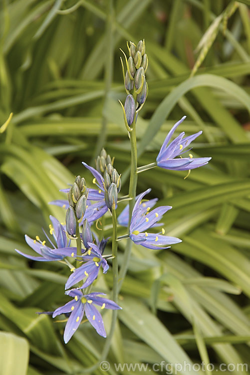 Camassia leichtlinii, a spring-flowering bulb native to western North America. The flower stems are up to 13m tall and the foliage is near-evergreen in mild climates