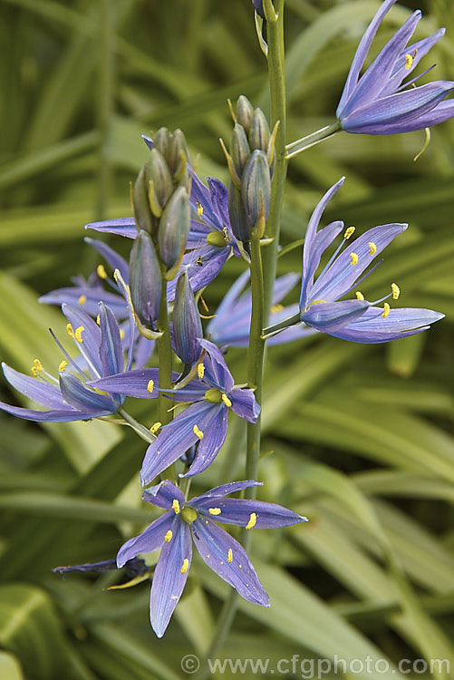 Camassia leichtlinii, a spring-flowering bulb native to western North America. The flower stems are up to 13m tall and the foliage is near-evergreen in mild climates