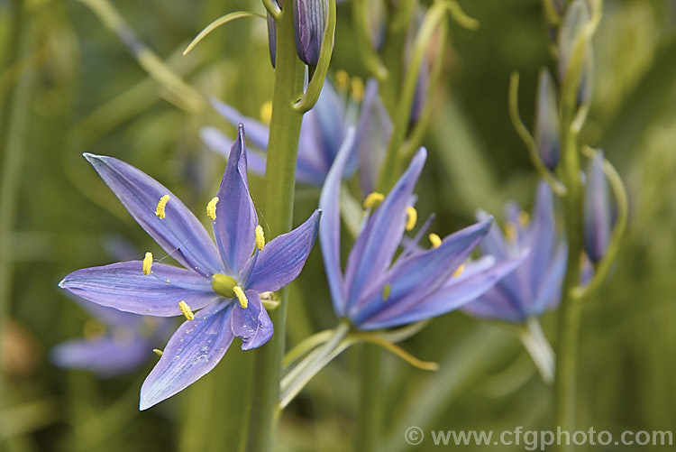 Camassia leichtlinii, a spring-flowering bulb native to western North America. The flower stems are up to 13m tall and the foliage is near-evergreen in mild climates
