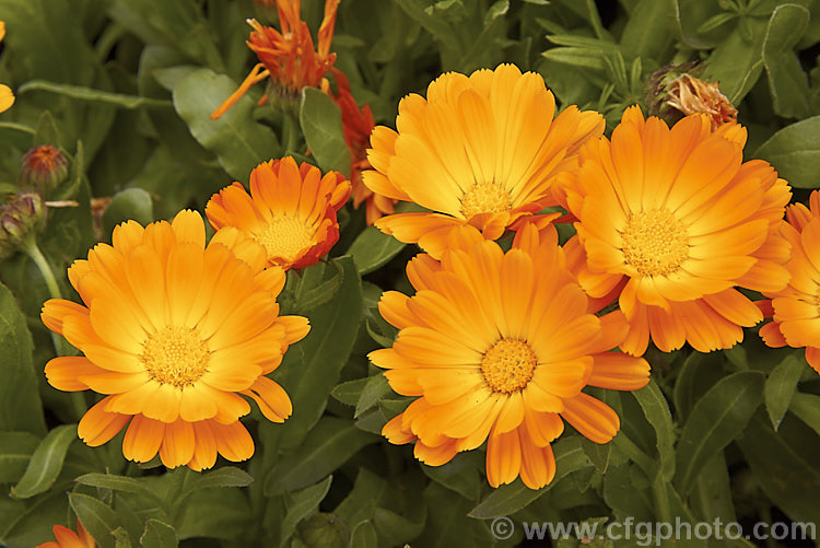 Pot. Marigold or Scotch Marigold (<i>Calendula officinalis</i>), an annual or short-lived perennial that flowers in winter and early spring. It has extensive herbal and medicinal uses.