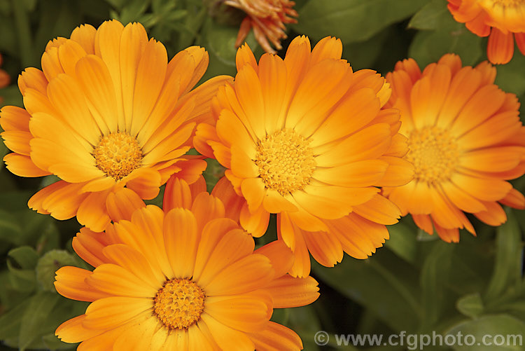 Pot. Marigold or Scotch Marigold (<i>Calendula officinalis</i>), an annual or short-lived perennial that flowers in winter and early spring. It has extensive herbal and medicinal uses.