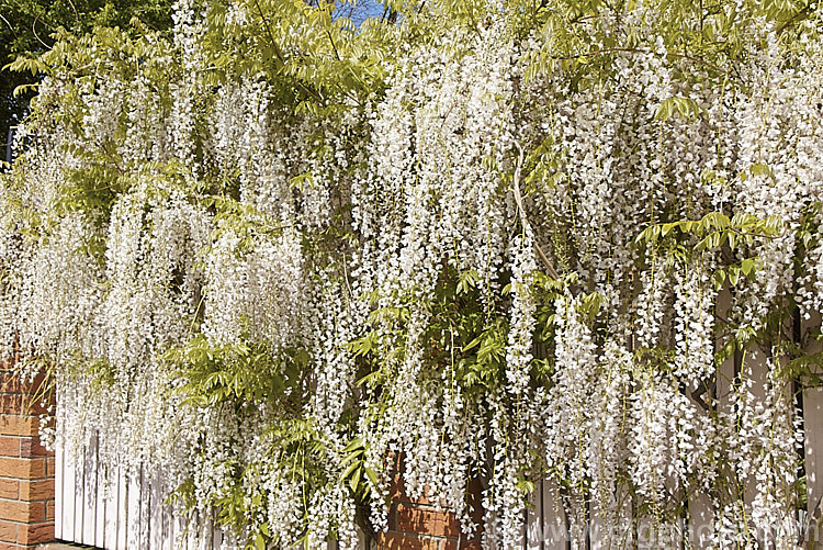 Wisteria floribunda 'Peaches and Cream', a cultivar of Japanese wisteria that from a distance looks white but when examined closely is white with a pinkish mauve tip to the keel and lower petals, and a greenish yellow centre. Some authorities consider it to be synonymous with the cultivar 'Kuchibeni' or 'Lipstick', but it is not really pink enough. wisteria-2308htm'>Wisteria.