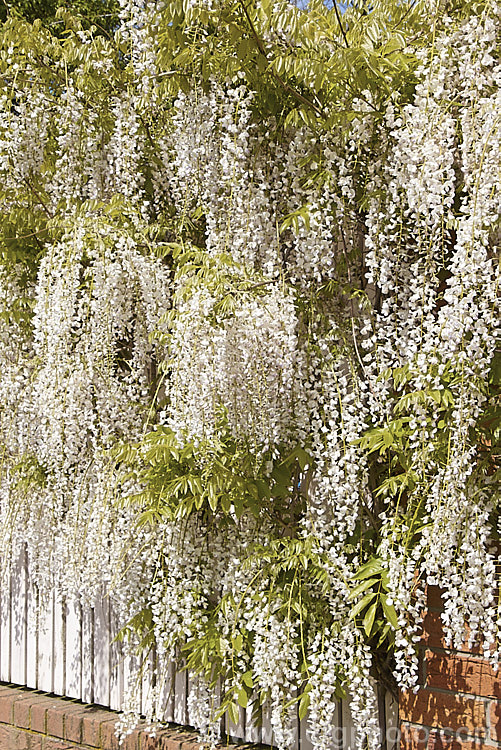 Wisteria floribunda 'Peaches and Cream', a cultivar of Japanese wisteria that from a distance looks white but when examined closely is white with a pinkish mauve tip to the keel and lower petals, and a greenish yellow centre. Some authorities consider it to be synonymous with the cultivar 'Kuchibeni' or 'Lipstick', but it is not really pink enough. wisteria-2308htm'>Wisteria.