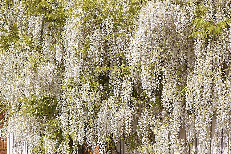 Wisteria floribunda 'Peaches and Cream', a cultivar of Japanese wisteria that from a distance looks white but when examined closely is white with a pinkish mauve tip to the keel and lower petals, and a greenish yellow centre. Some authorities consider it to be synonymous with the cultivar 'Kuchibeni' or 'Lipstick', but it is not really pink enough. wisteria-2308htm'>Wisteria.