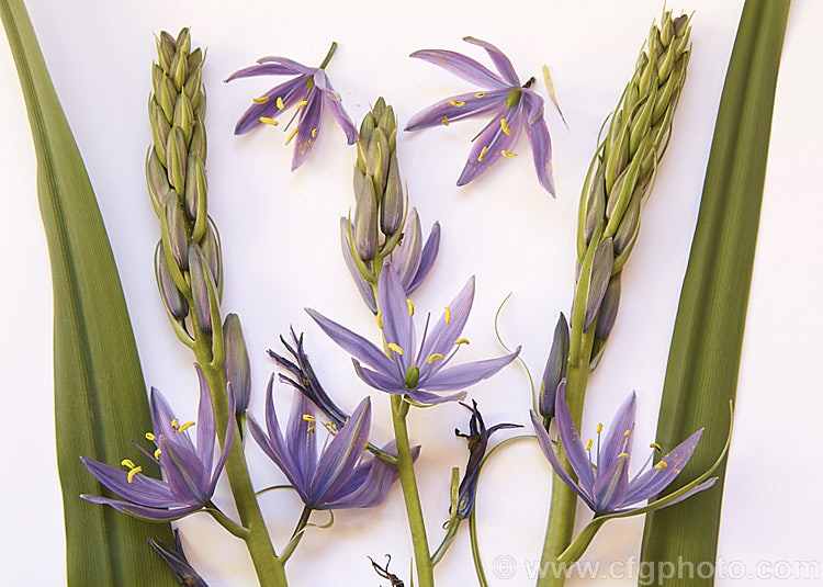 Camassia leichtlinii, a spring-flowering bulb native to western North America. The flower stems are up to 13m tall, though usually considerably shorter, and the foliage is near-evergreen in mild climates