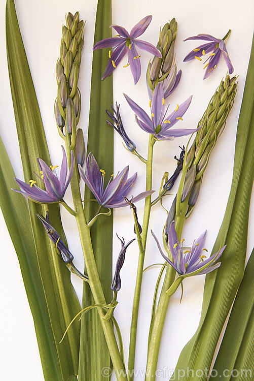 Camassia leichtlinii, a spring-flowering bulb native to western North America. The flower stems are up to 13m tall, though usually considerably shorter, and the foliage is near-evergreen in mild climates