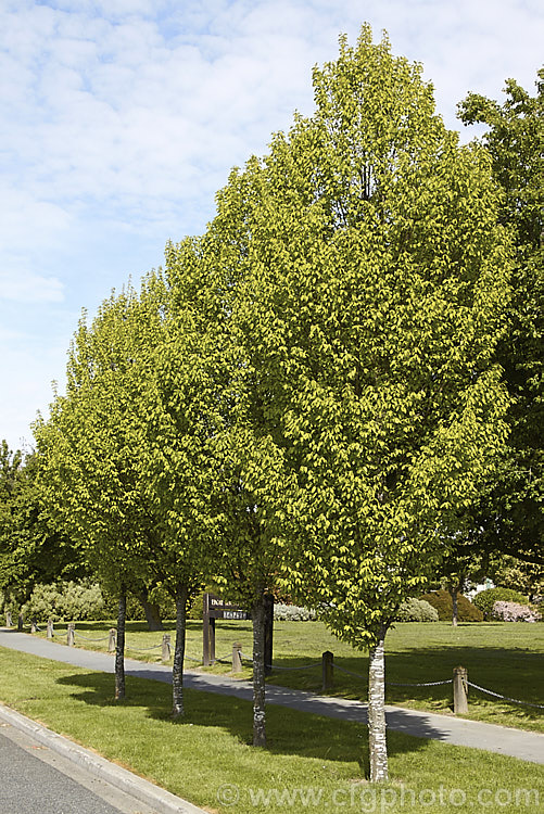 'Frans. Fontaine'. Hornbeam (<i>Carpinus betulus 'Frans. Fontaine'), a fastigiate (narrow</i>) cultivar of a deciduous tree up to 20m tall found through much of Eurasia 'Frans. Fontaine' maintains its narrow habit into adulthood, unlike the cultivar 'Fastigiata', which becomes pyramidal with age. Order: Fagales, Family: Betulaceae